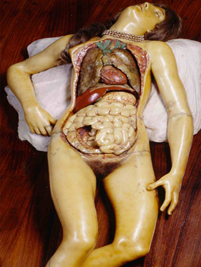 Cera anatomica conosciuta come la Venerina dei Medici. In questa rappresentazione dettaglio anatomico e sensualità si fondono.